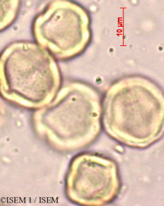 Macaranga peltata - lame n° 3900